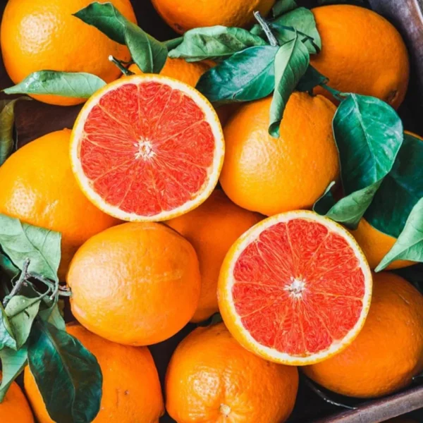 Red Navel Orange Tree - Live Grafted Tree - 2 Feet Tall - 1 Gallon Pot - Fast Shipping - Not Ship CA