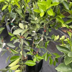 Red Navel Orange Tree - Live Grafted Tree - 2 Feet Tall - 1 Gallon Pot - Fast Shipping - Not Ship CA