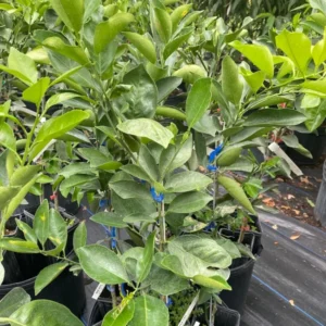 Red Navel Orange Tree - Live Grafted Tree - 2 Feet Tall - 1 Gallon Pot - Fast Shipping - Not Ship CA