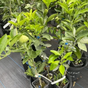 Red Navel Orange Tree - Live Grafted Tree - 2 Feet Tall - 1 Gallon Pot - Fast Shipping - Not Ship CA