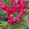 Red Oleander Shrub - 1 Ft Tall Hardy Plant - 6 Inch Pot