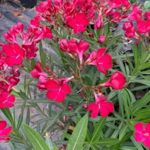 Red Oleander Shrub - 1 Ft Tall Hardy Plant - 6 Inch Pot