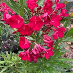 Red Oleander Shrub - 1 Ft Tall Hardy Plant - 6 Inch Pot