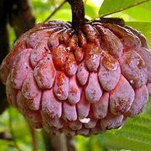 Red Sugar Apple Tree 3 Gallon 2 to 3 feet - Healthy, High Yield - Home Garden Ready - Not Ship CA