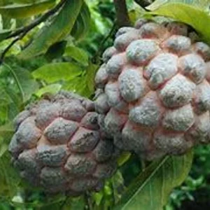 Red Sugar Apple Tree 3 Gallon 2 to 3 feet - Healthy, High Yield - Home Garden Ready - Not Ship CA