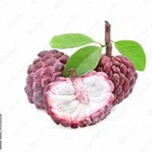 Red Sugar Apple Tree 3 Gallon 2 to 3 feet - Healthy, High Yield - Home Garden Ready - Not Ship CA