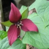 Red Trillium 20 Bulbs Wood Lily - Bare Root Wildflowers for Spring