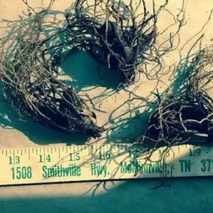 Red Trillium 20 Bulbs Wood Lily - Bare Root Wildflowers for Spring