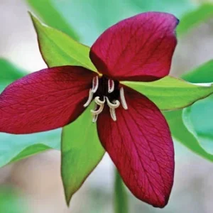 Red Trillium 20 Bulbs Wood Lily - Bare Root Wildflowers for Spring