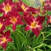Red Volunteer Daylily Root Fans - 3 Bare Root Plants - Red & Yellow Flowers