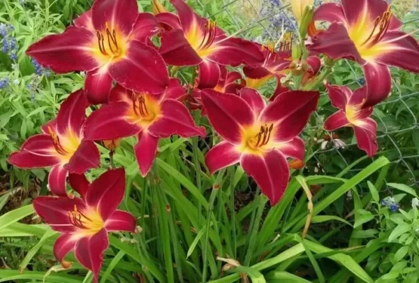 Red Volunteer Daylily Root Fans - 3 Bare Root Plants - Red & Yellow Flowers