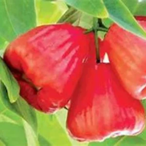 Red Wax Jambu Tree - Live Plant - 3 Gallon 2 to 3 Feet - Home Garden Ready - Not Ship CA