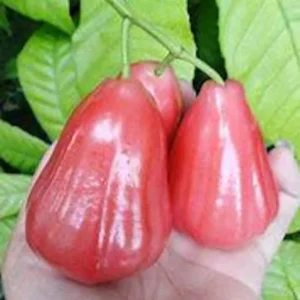 Red Wax Jambu Tree - Live Plant - 3 Gallon 2 to 3 Feet - Home Garden Ready - Not Ship CA