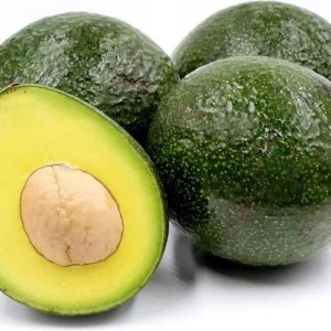 Reed Avocado Tree Grafted 1 ft Tall - 6 inch Pot Live Plant