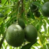 Reed Avocado Tree - Grafted Fruit Tree - 1 Feet Tall - 6 Inch Pot