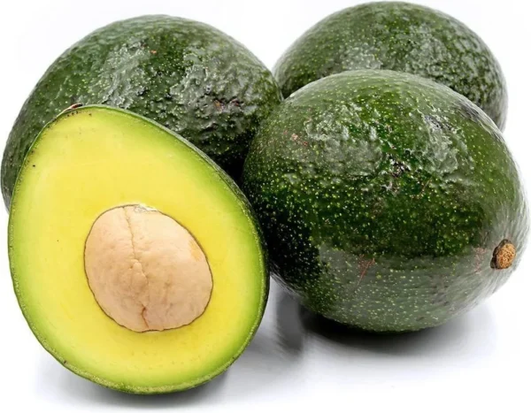 Reed Avocado Tree - Grafted Live Plant - 2-3 ft - 3 Gallon Pot