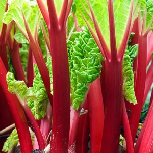 Rhubarb Victoria Plant - 2 Large Bare Root Crowns - Heirloom Variety for Cooking and Baking