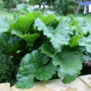 Rhubarb Victoria Plant - 2 Large Bare Root Crowns - Heirloom Variety for Cooking and Baking