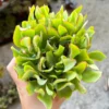 Ripple Jade Plant 4'' Pot - Silver Dollar Crassula Arborescens Undulatifolia - Wavy Succulent