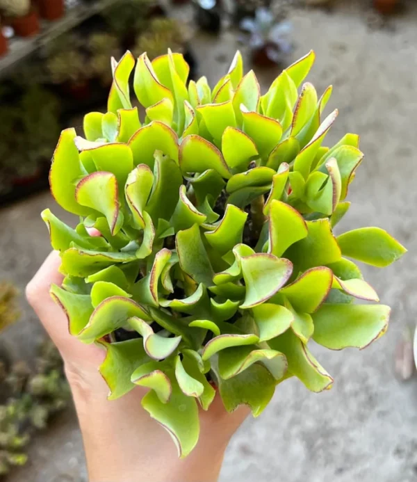 Ripple Jade Plant 4'' Pot - Silver Dollar Crassula Arborescens Undulatifolia - Wavy Succulent