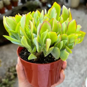 Ripple Jade Plant 4'' Pot - Silver Dollar Crassula Arborescens Undulatifolia - Wavy Succulent