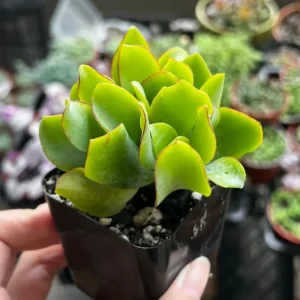 Ripple Jade Plant - Silver Dollar Crassula Arborescens Undulatifolia - 2'' Potted Wavy Plant