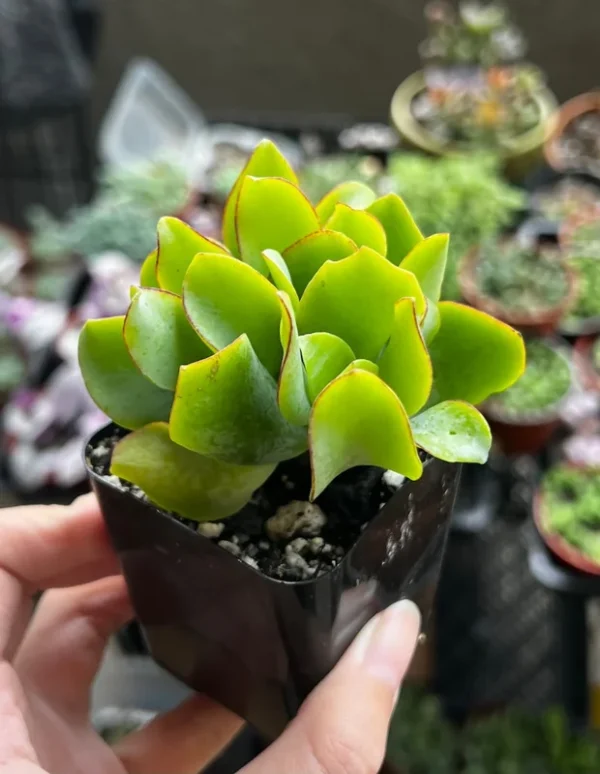 Ripple Jade Plant - Silver Dollar Crassula Arborescens Undulatifolia - 2'' Potted Wavy Plant