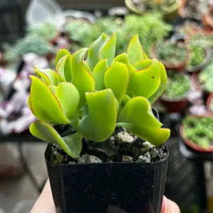 Ripple Jade Plant - Silver Dollar Crassula Arborescens Undulatifolia - 2'' Potted Wavy Plant