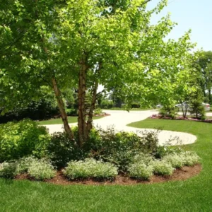 River Birch Multi-Stem Clump Tree Qt Pot - 6-12 Inch Betulanigra Plant