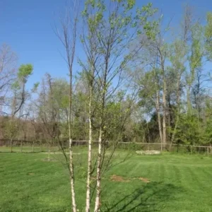 River Birch Multi-Stem Clump Tree Qt Pot - 6-12 Inch Betulanigra Plant