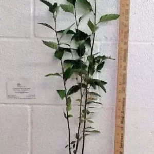 River Birch Multi-Stem Clump Tree Qt Pot - 6-12 Inch Betulanigra Plant
