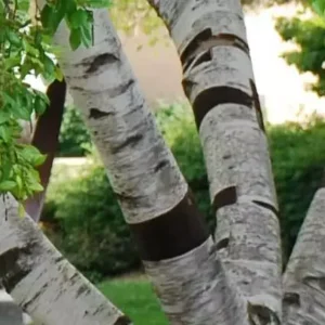 River Birch Multi-Stem Clump Tree Qt Pot - 6-12 Inch Betulanigra Plant