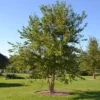 River Birch Tree Single Stem Betula Nigra Plant 6-12 Inch Tall Qt Pot