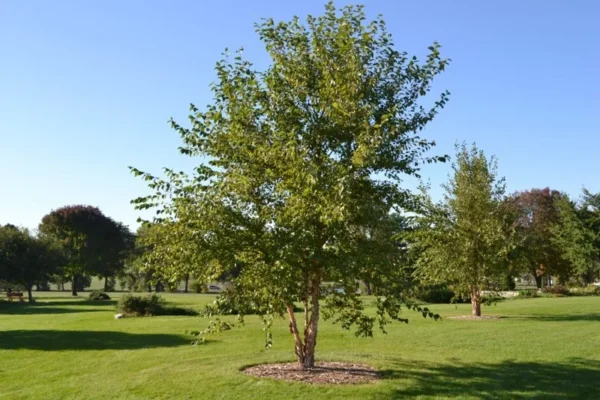 River Birch Tree Single Stem Betula Nigra Plant 6-12 Inch Tall Qt Pot