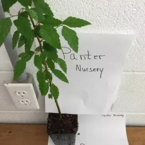 River Birch Tree Single Stem Betula Nigra Plant 6-12 Inch Tall Qt Pot