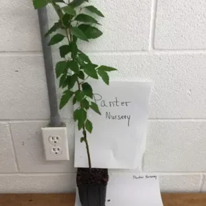 River Birch Tree Single Stem Betula Nigra Plant 6-12 Inch Tall Qt Pot