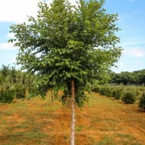 River Birch Tree Single Stem Betula Nigra Plant 6-12 Inch Tall Qt Pot