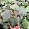 Rock Fig Petiolaris Rare Plant - 4 inch Pot - Unique Ficus
