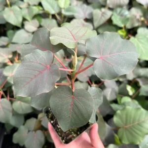Rock Fig Petiolaris Rare Plant - 4 inch Pot - Unique Ficus