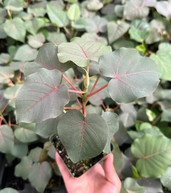 Rock Fig Petiolaris Rare Plant - 4 inch Pot - Unique Ficus