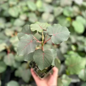 Rock Fig Petiolaris Rare Plant - 4 inch Pot - Unique Ficus