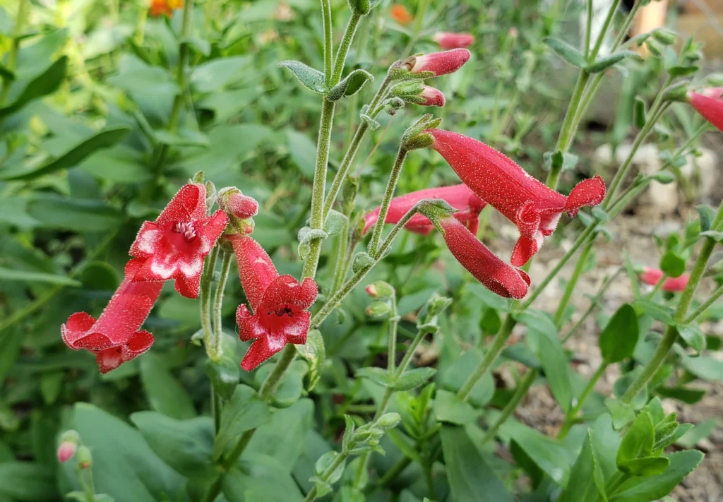 Rock Penstemon - Perennials to Plant in May
