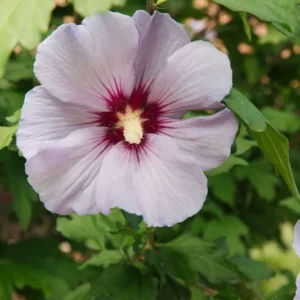 Rose of Sharon Shrub 1-2' Tall - Flowering Shrub Plant