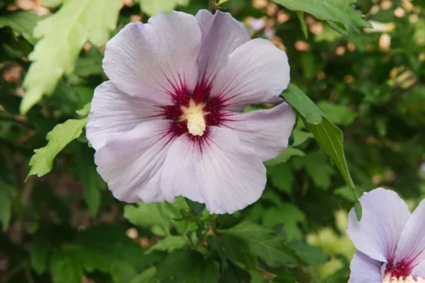 Rose of Sharon Shrub 1-2' Tall - Flowering Shrub Plant