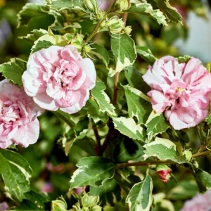 Rose of Sharon Shrub 1-2' Tall - Flowering Shrub Plant