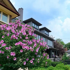 Rose of Sharon Shrub 1-2' Tall - Flowering Shrub Plant