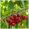 Royal Lee Cherry Tree - 3-4 ft Tall - Grafted Red Fruit Tree - 3 Gal Pot