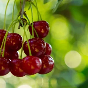 Royal Lee Cherry Tree - 3-4 ft Tall - Grafted Red Fruit Tree - 3 Gal Pot