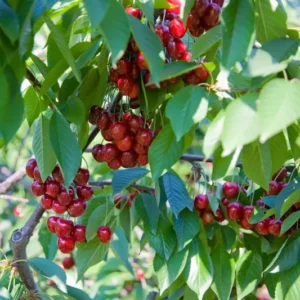 Royal Lee Cherry Tree - 3-4 ft Tall - Grafted Red Fruit Tree - 3 Gal Pot