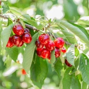 Royal Lee Cherry Tree - 3-4 ft Tall - Grafted Red Fruit Tree - 3 Gal Pot